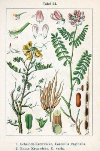 Coronilla varia - вязель разноцветный